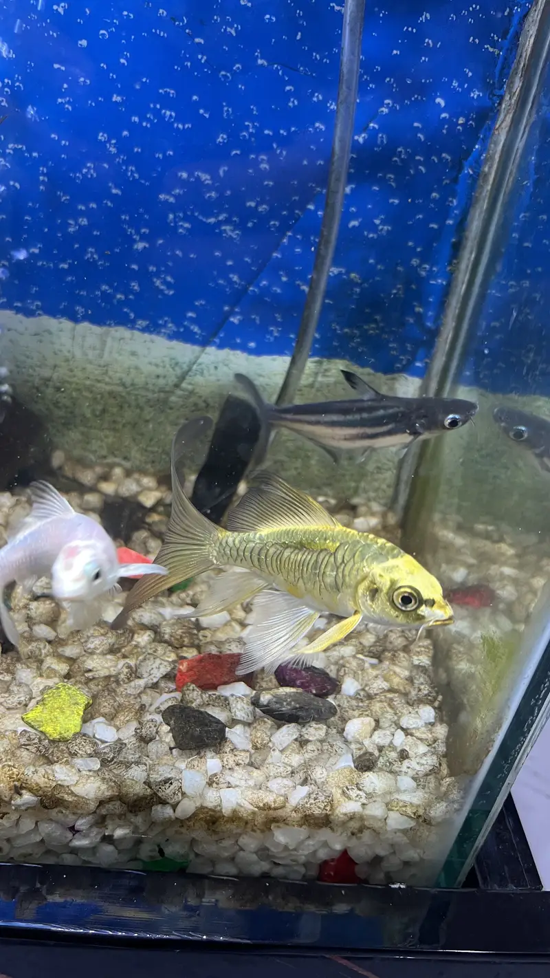 Aquarium / Fish Tank with 11 Different fishes for Sale — photo 7