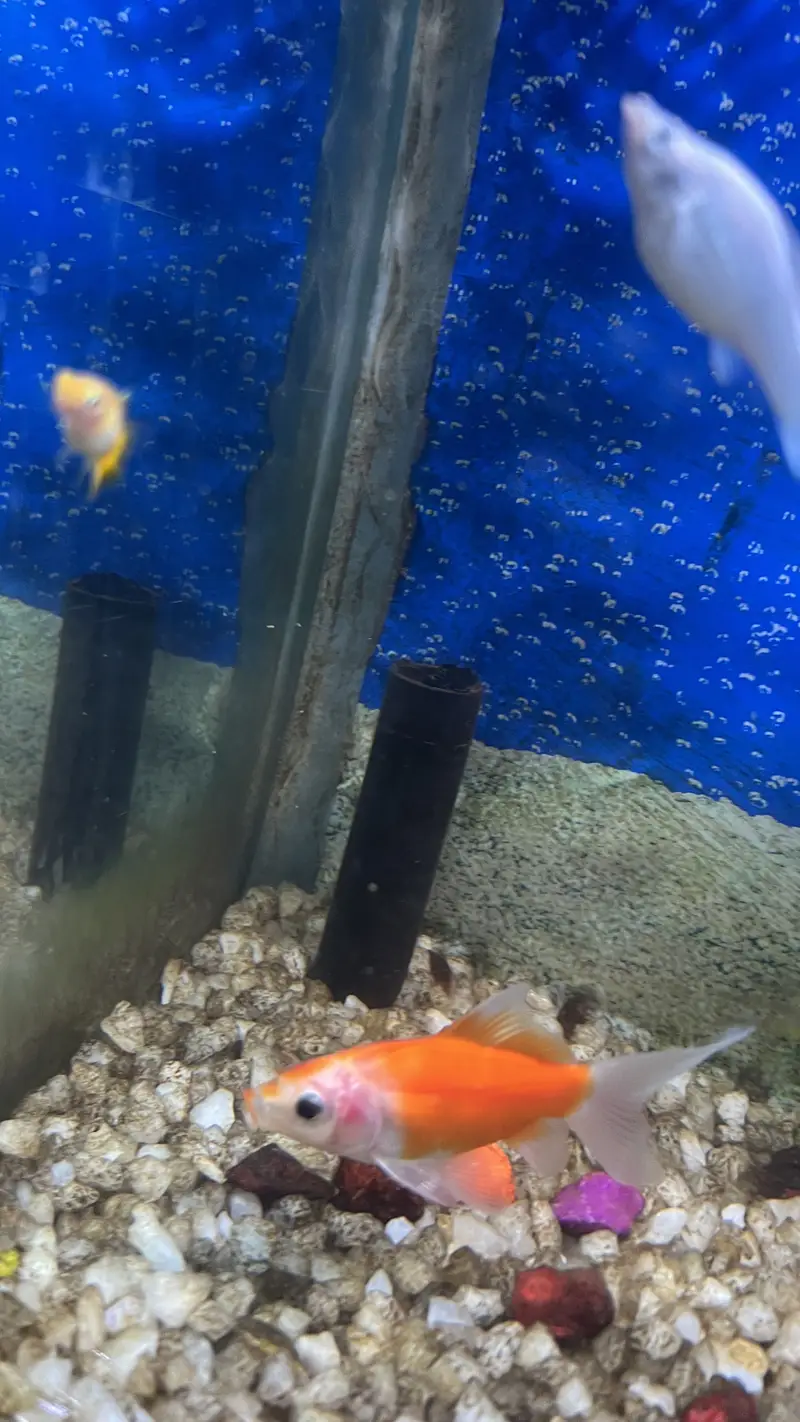 Aquarium / Fish Tank with 11 Different fishes for Sale — photo 8