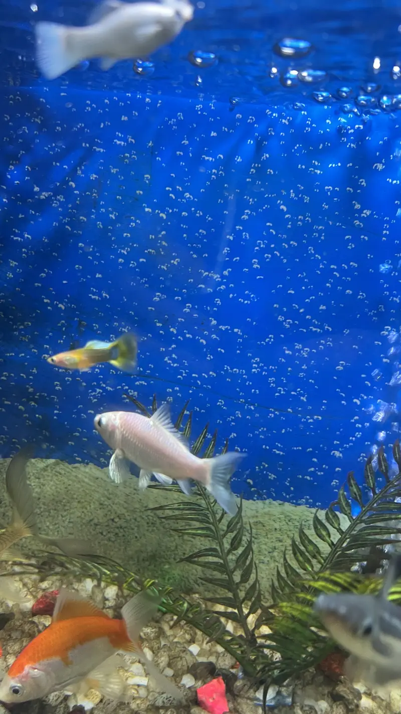 Aquarium / Fish Tank with 11 Different fishes for Sale — photo 9