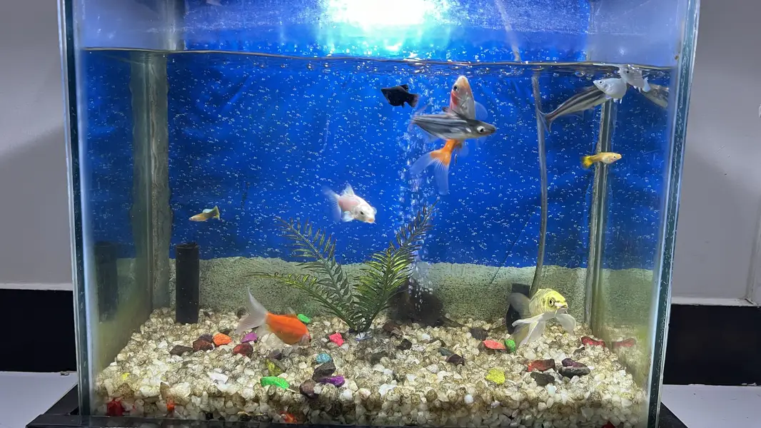 Aquarium / Fish Tank with 11 Different fishes for Sale — photo 10