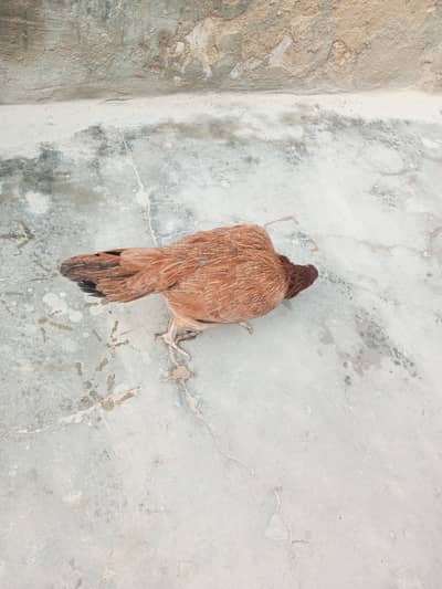Aseel Sindhi murgi for sale
