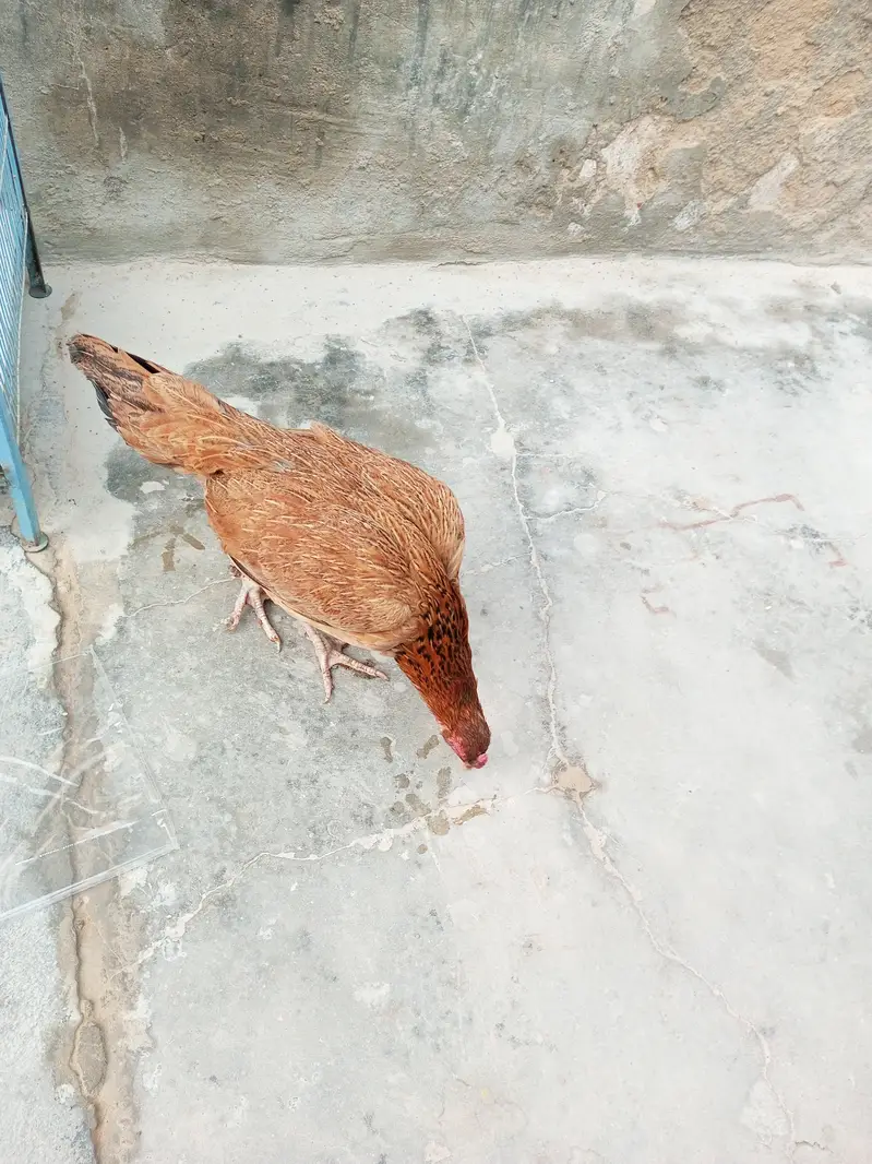 Aseel Sindhi murgi for sale — photo 2