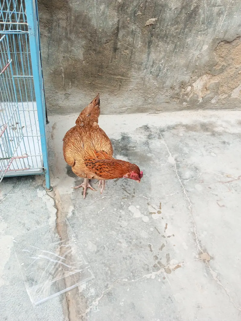 Aseel Sindhi murgi for sale — photo 3