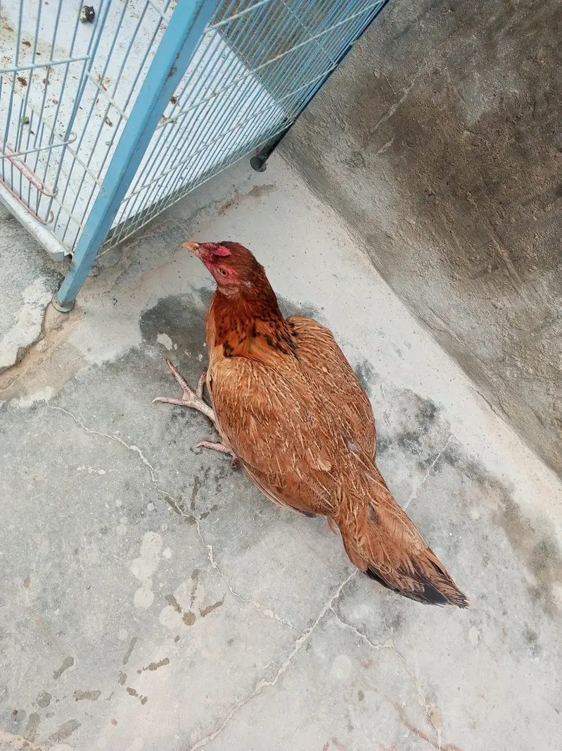 Aseel Sindhi murgi for sale — photo 4