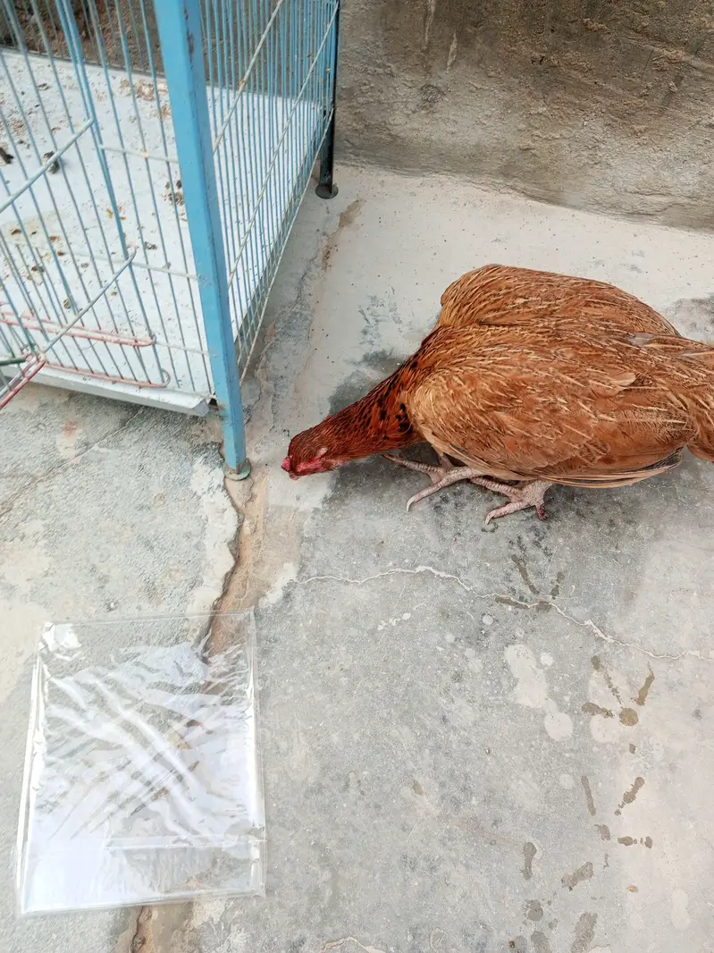 Aseel Sindhi murgi for sale — photo 5