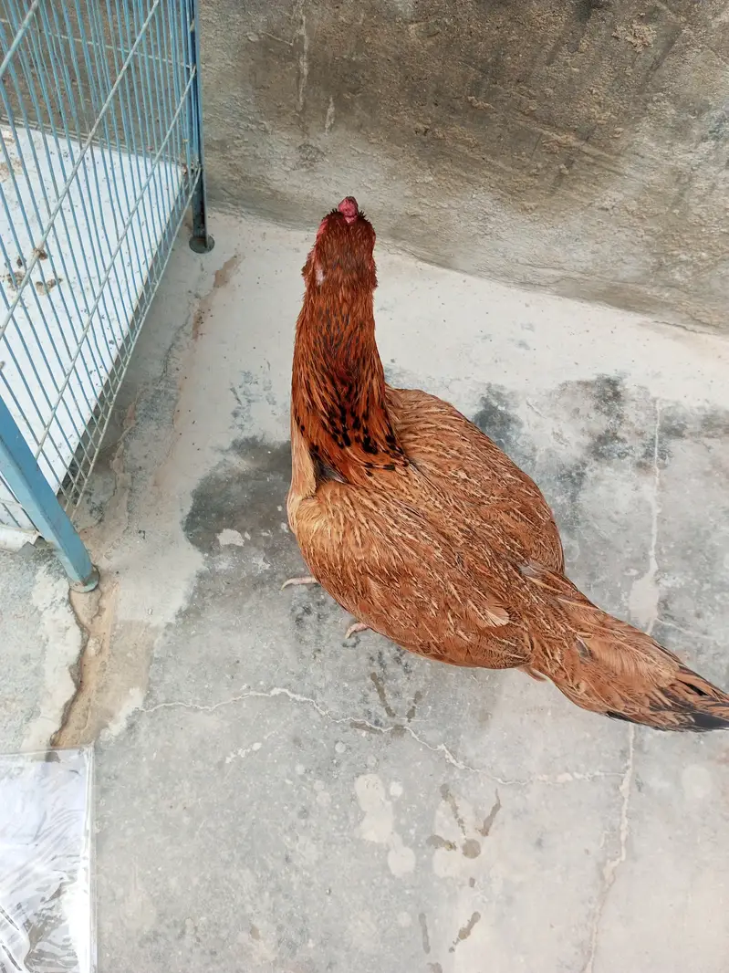 Aseel Sindhi murgi for sale — photo 6
