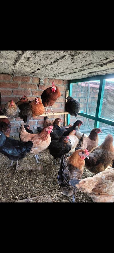 egg start hens