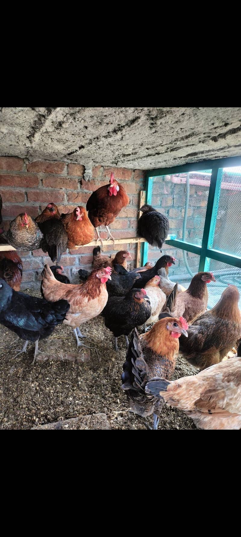 egg start hens 0