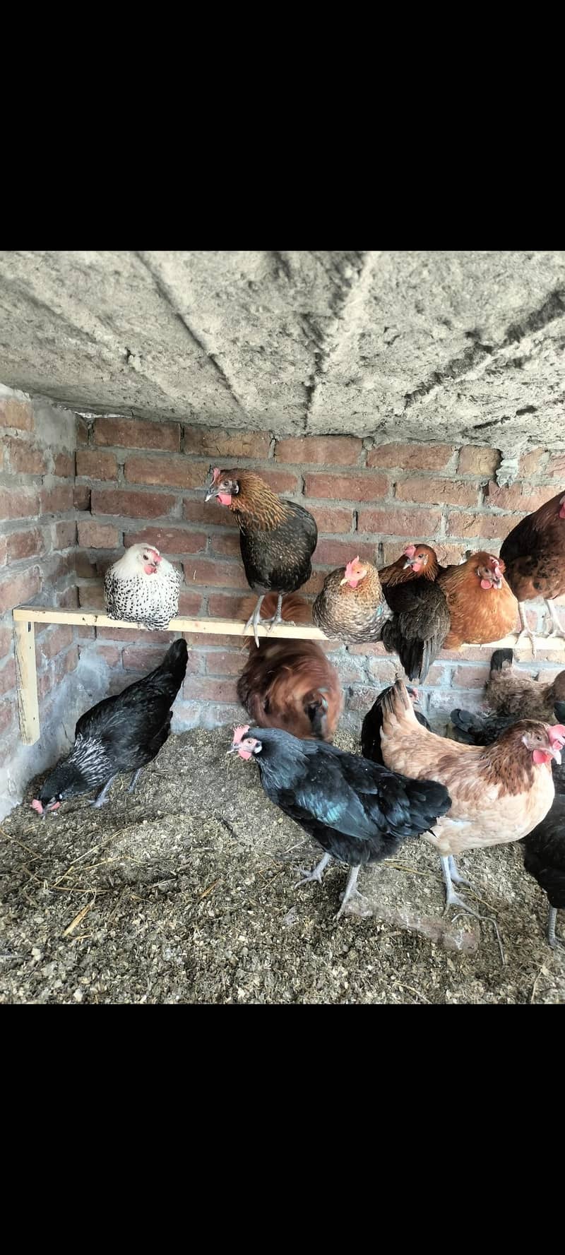 egg start hens 1