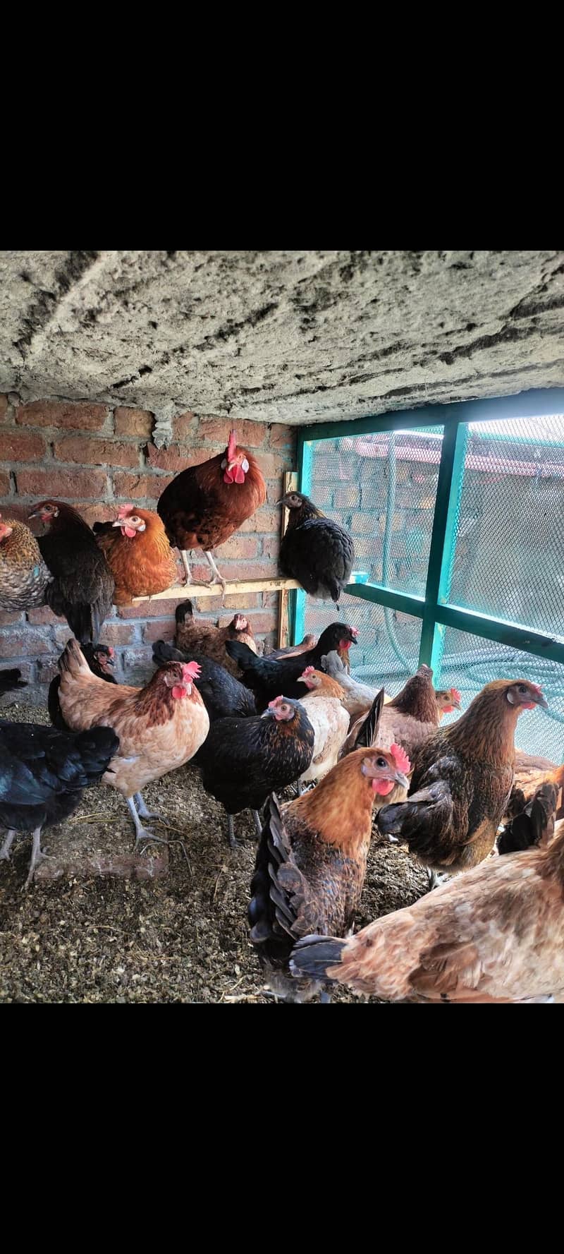 egg start hens 2