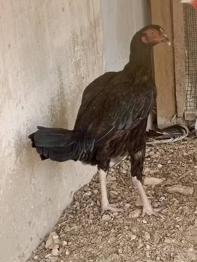 aseel hen female for sale