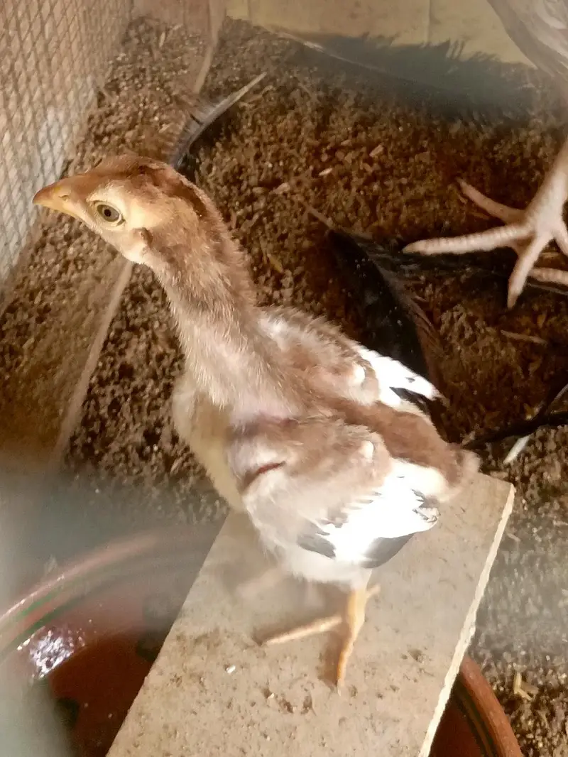aseel hen female for sale — photo 2