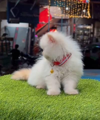 Persian Triple Coat Cat - Healthy & Playful Kitten`
