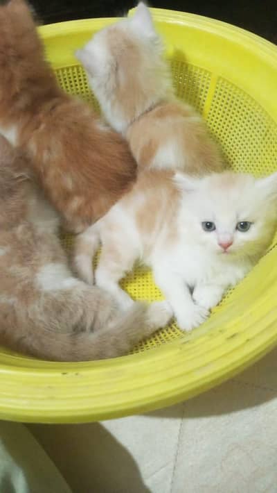 4 kitten