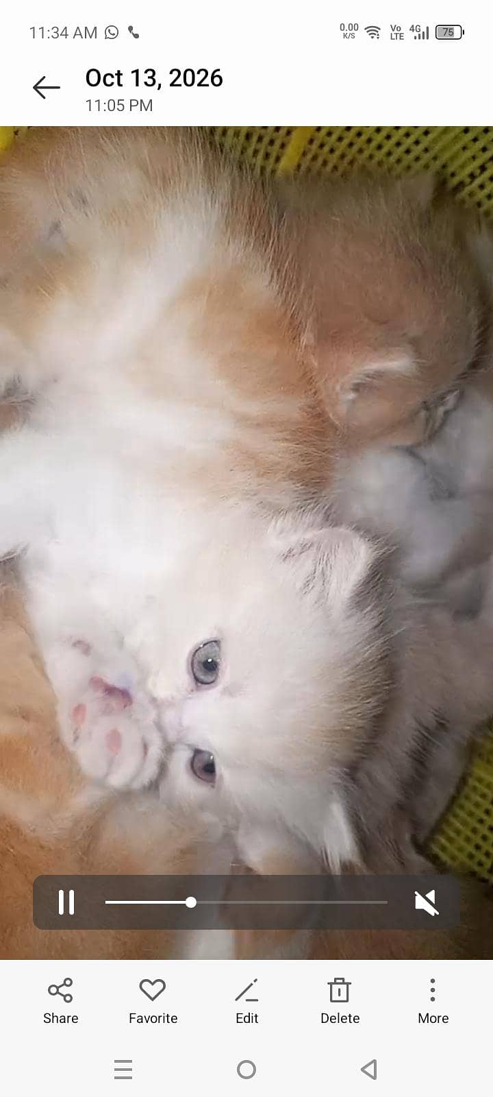 4 kitten 1