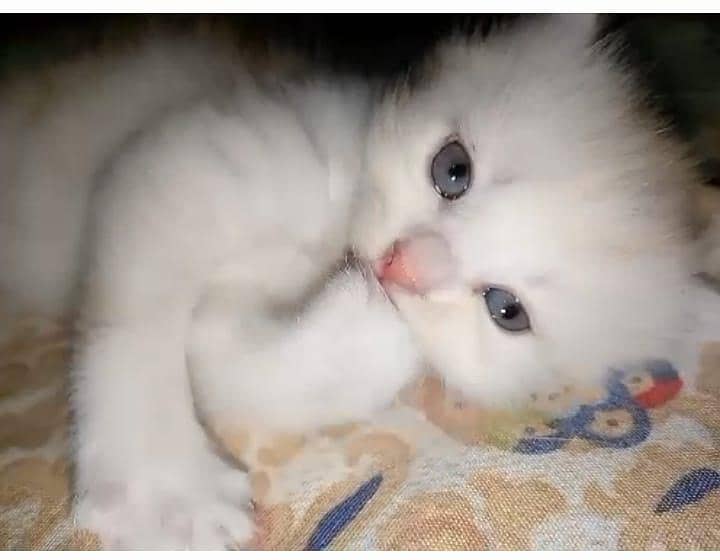 4 kitten 2