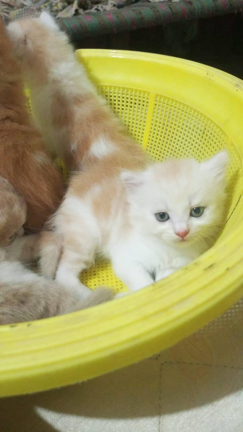 4 kitten 3
