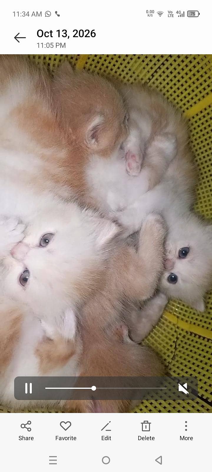 4 kitten 4