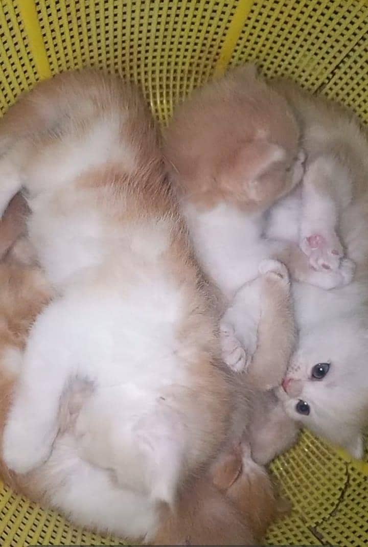 4 kitten 5