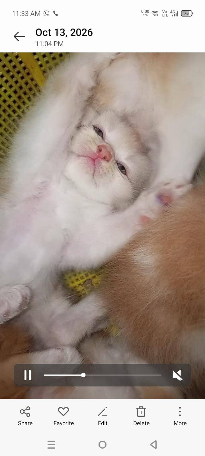 4 kitten 6