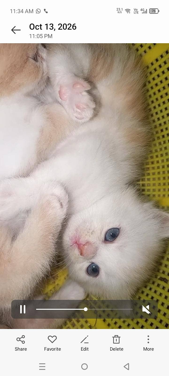 4 kitten 7