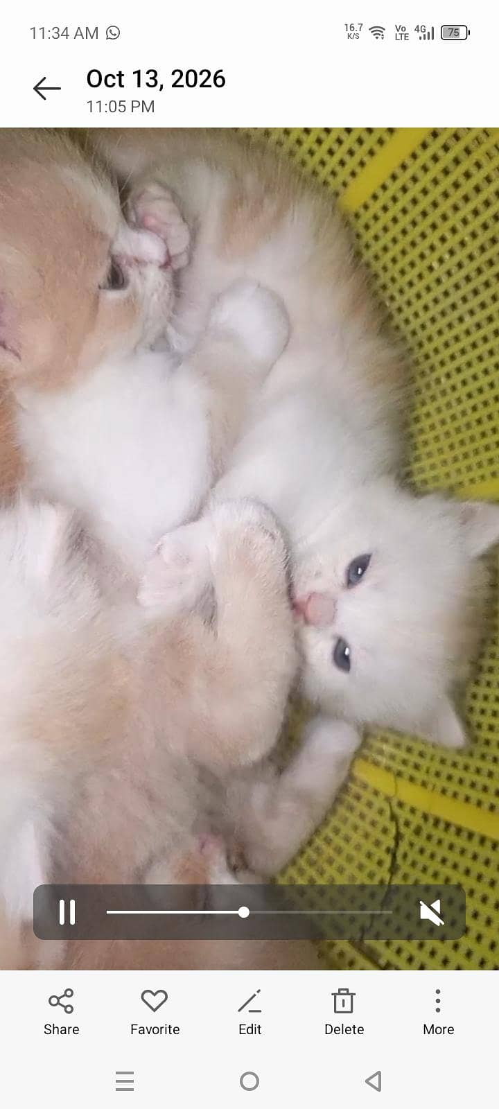 4 kitten 8