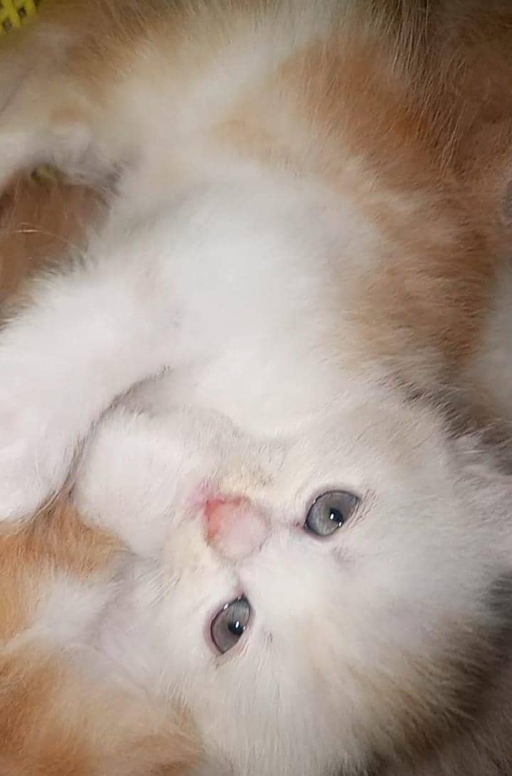 4 kitten 9