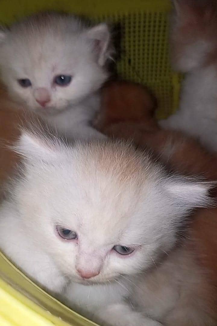 4 kitten 10