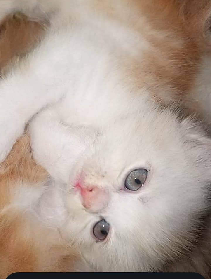 4 kitten 11