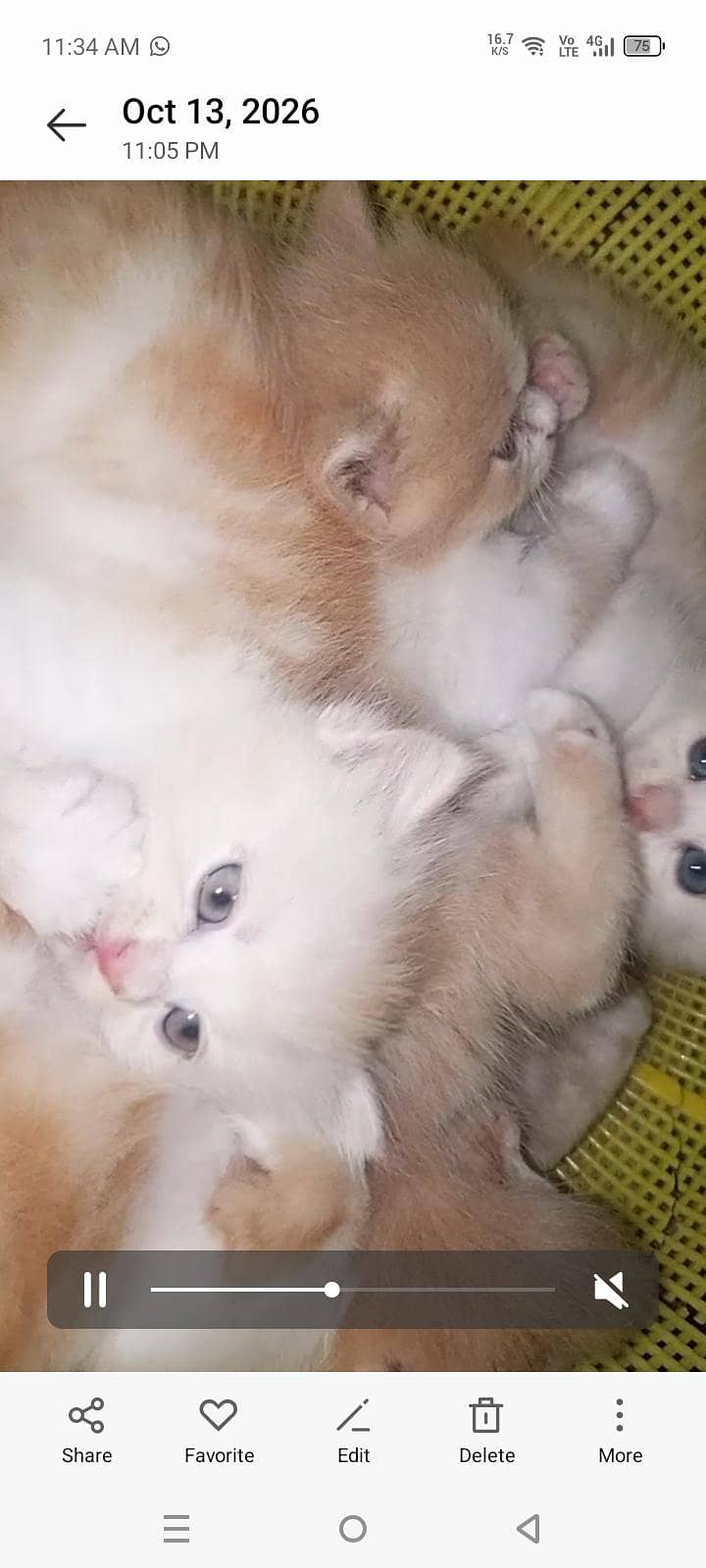 4 kitten 12