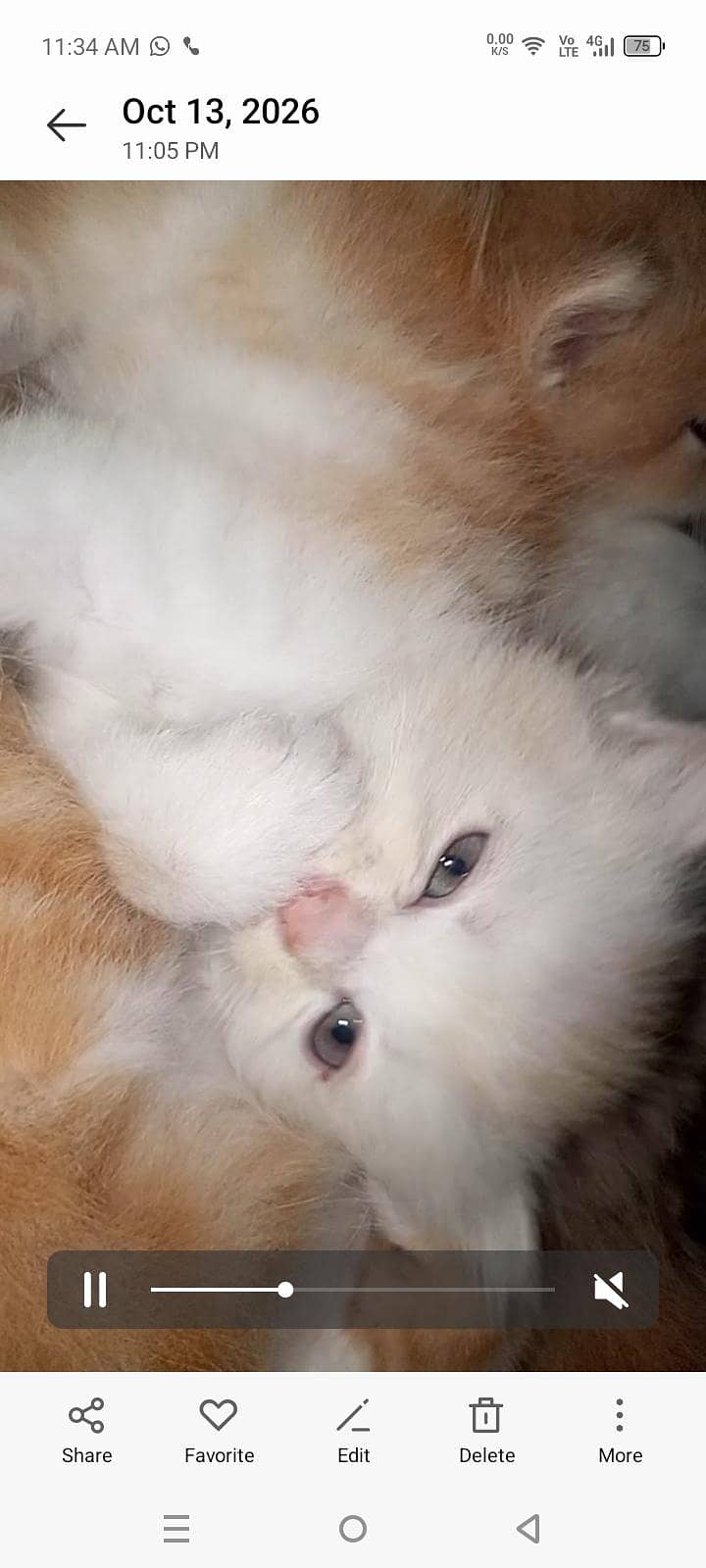4 kitten 13