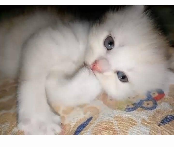 4 kitten 14