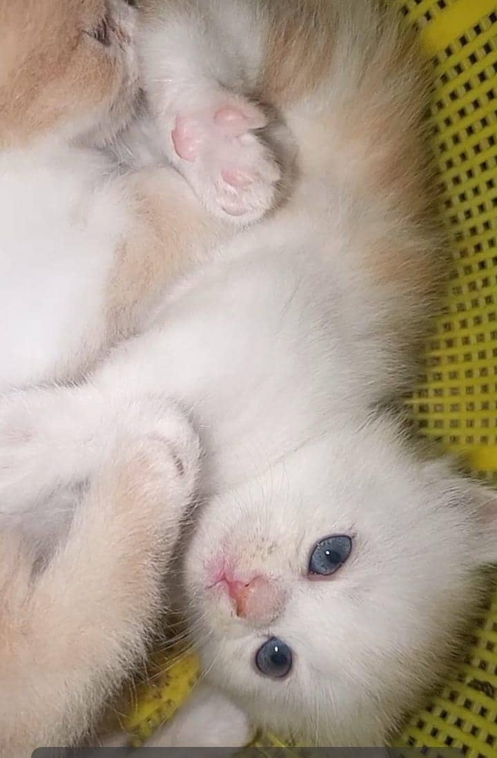 4 kitten 15