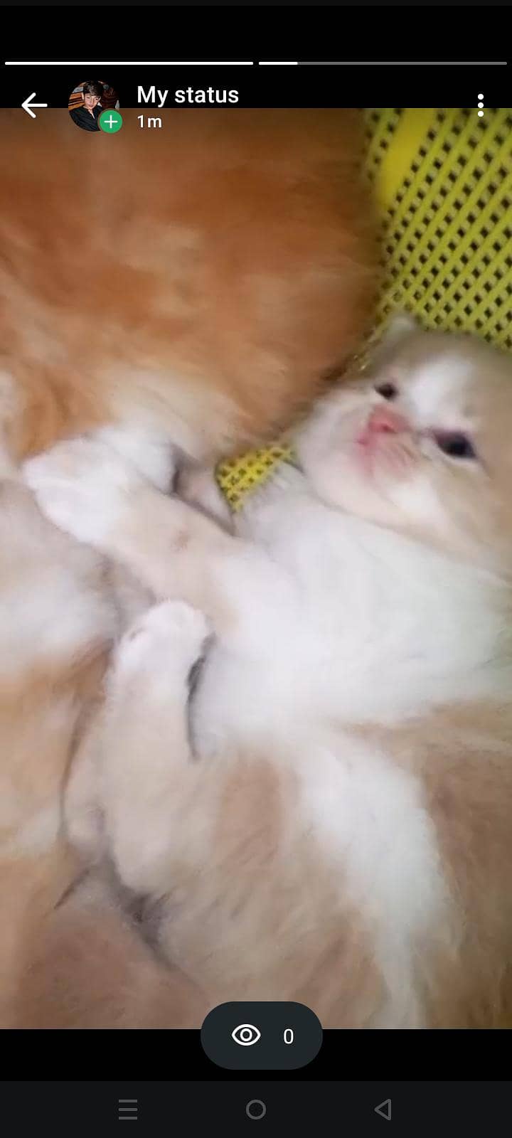 4 kitten 17