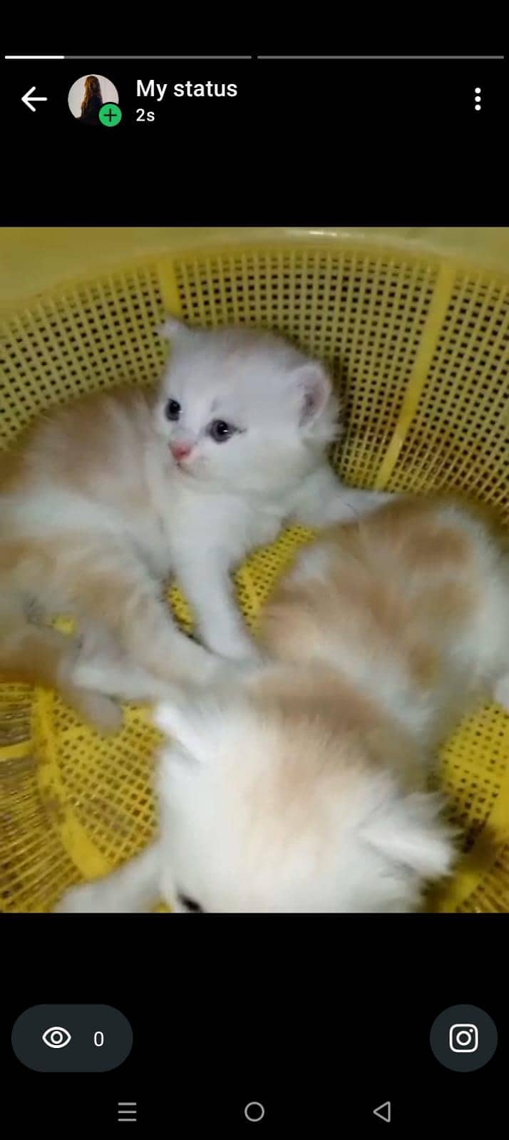 4 kitten 18