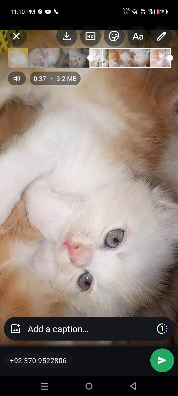 4 kitten 19