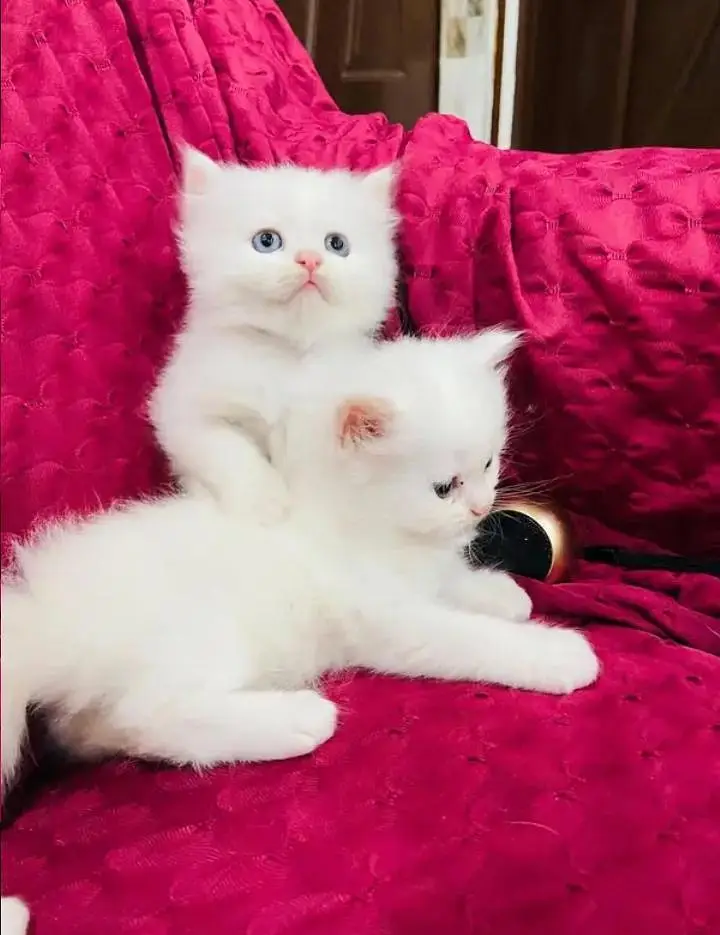 (Persian female kitten) (for sale all) (Pakistan delivery available) — photo 2