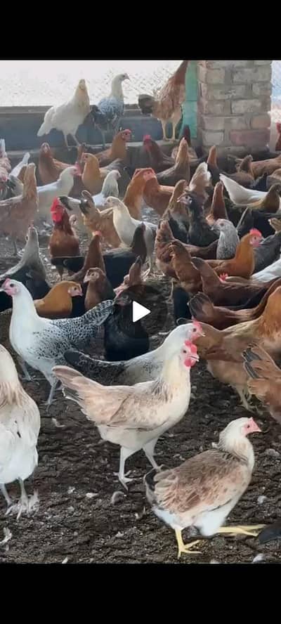 eggs lying murghi available