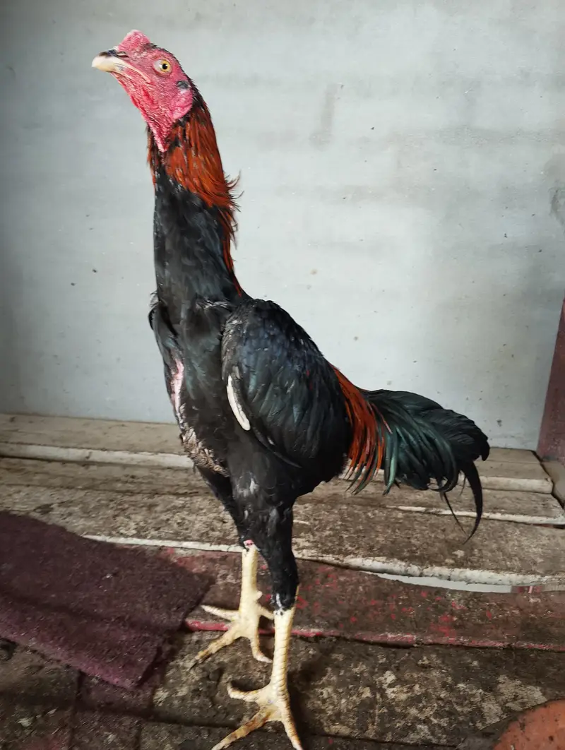 pure Imported Patha For Sale — photo 6