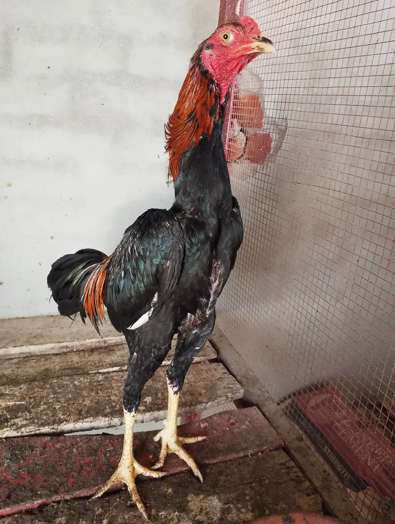 pure Imported Patha For Sale — photo 7