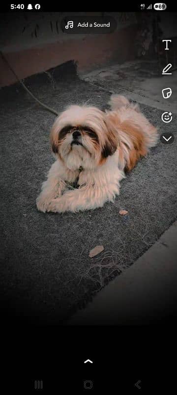Shihtzu female, 2 months price negotiable exchange