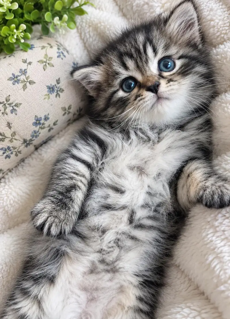 Persian Kittens || Peki Face || Cats for Sale || Pure Persian — photo 4