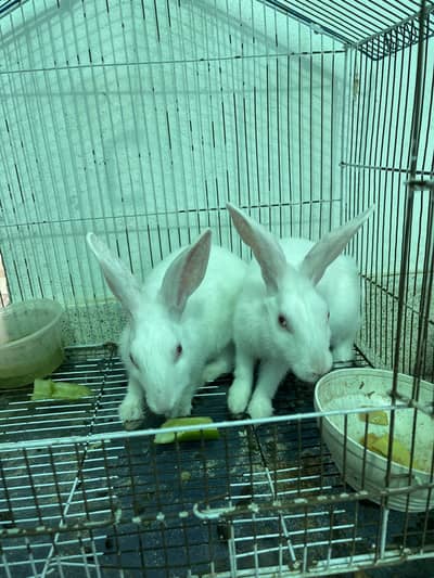 Pair for sale Red eyes pure white rabbits for sale male and female