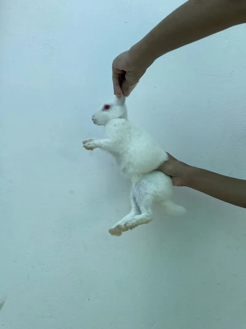 Pair for sale Red eyes pure white rabbits for sale male and female — photo 2