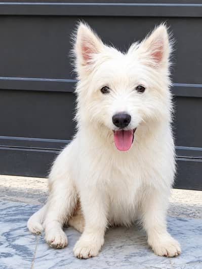 white Pista Fluffy Dog for sale