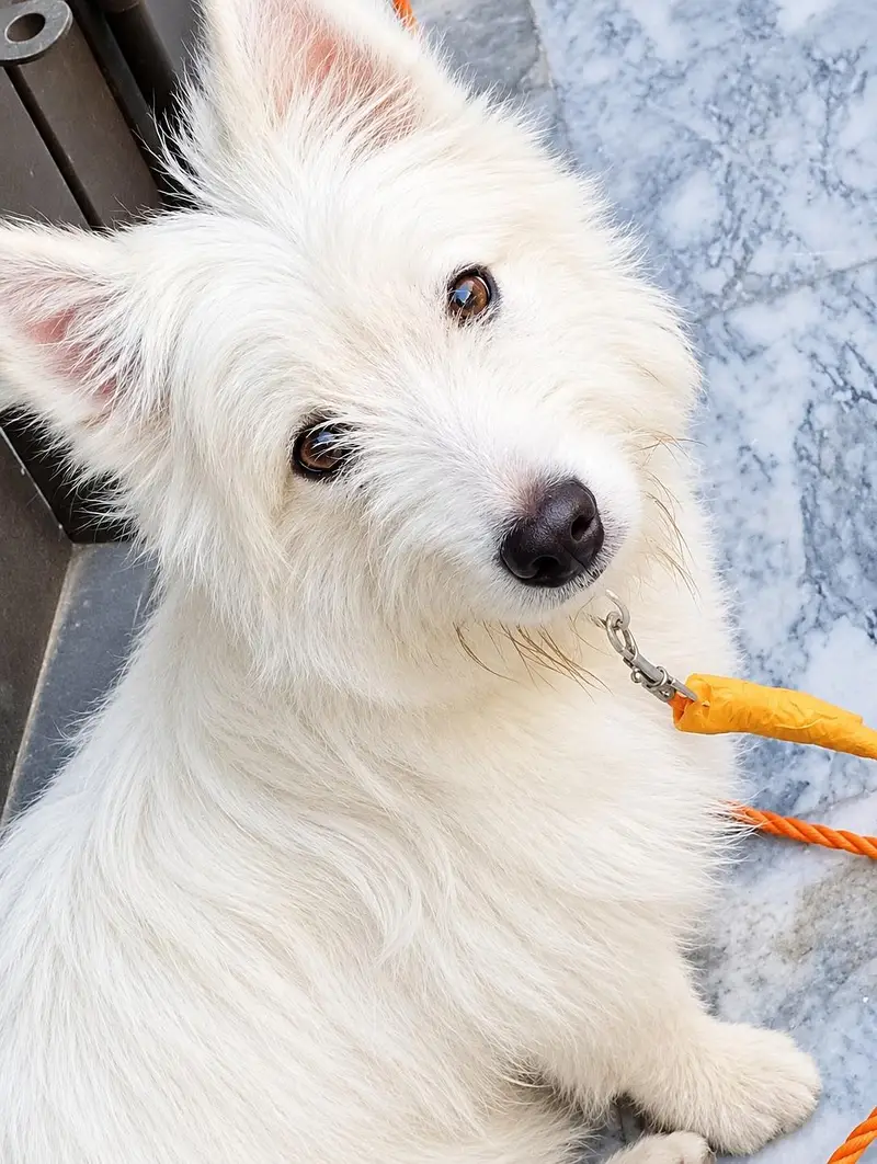 white Pista Fluffy Dog for sale — photo 2