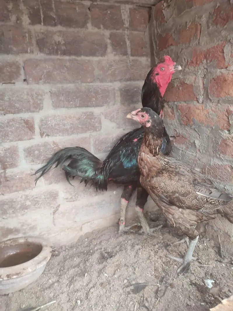 Thai black eyes pair for sale — photo 2
