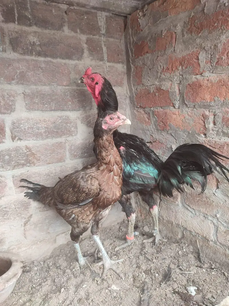 Thai black eyes pair for sale — photo 3
