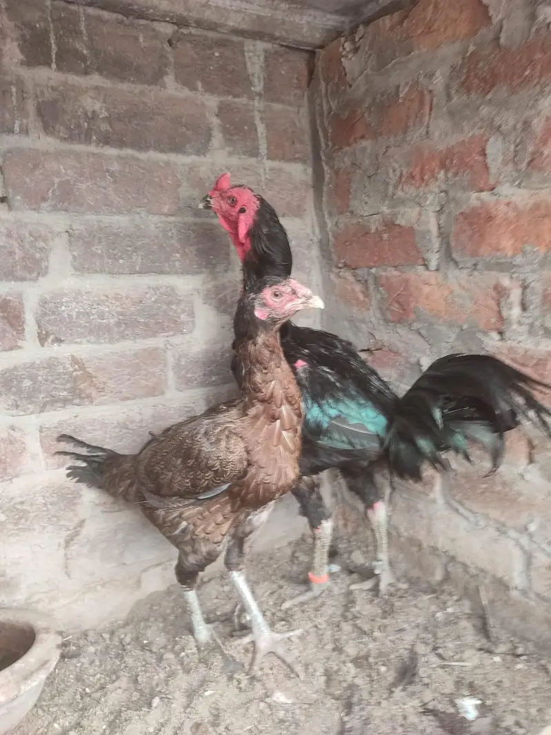 Thai black eyes pair for sale — photo 4