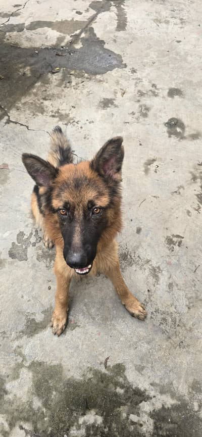 German Shepherd Dog